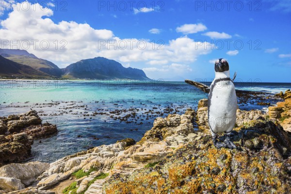 Fanny african black - white penguin on the beach of Atlantic.The boulders and algae. Boulders Penguin Colony National Park, South Africa. The concept of ecotourism