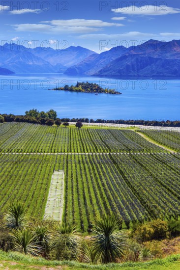 New Zealand, South Island. Picturesque vineyard descends down the mountains to the water. Adorable little island in the middle of Lake Wanaka. The concept of active, ecological and photo tourism