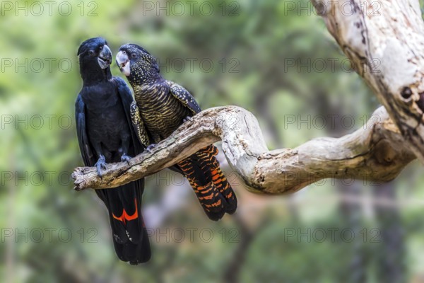 Gentle couple. Pair of parrots are sitting on a dry branch. Budgerigars are small, brightly colored, woody parrots. The concept of exotic and ecological tourism