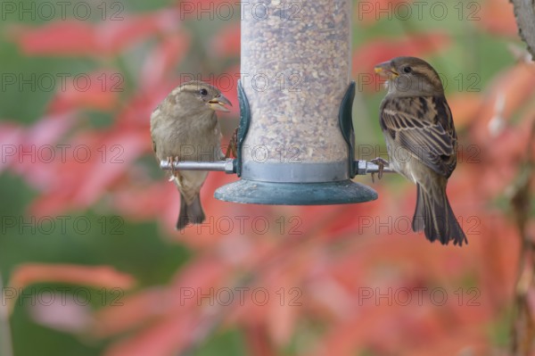 Sparrow eating seeds from a feeder. seasonal bird feeding. Bad Salzschlirf, Hessen, Germany