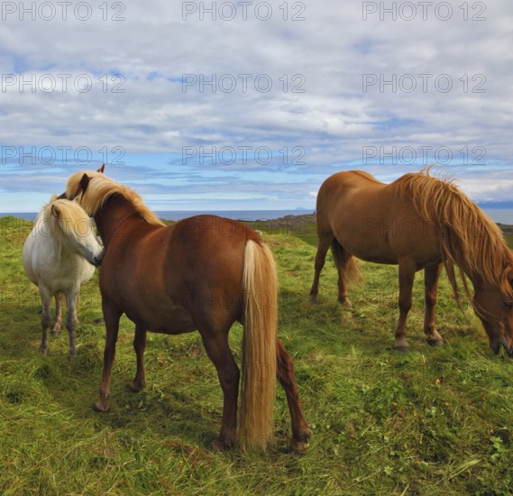 Beautiful and well-groomed horse chestnut and white suit on free ranging. Icelandic horses on the shore of the fjord