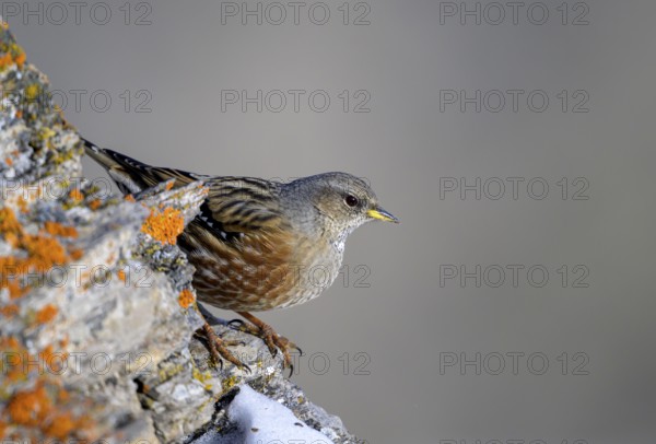 Alpine Accentor (Prunella collaris), Small grey-brown bird sits on a rock and looks watchfully into the distance, Valais, Switzerland