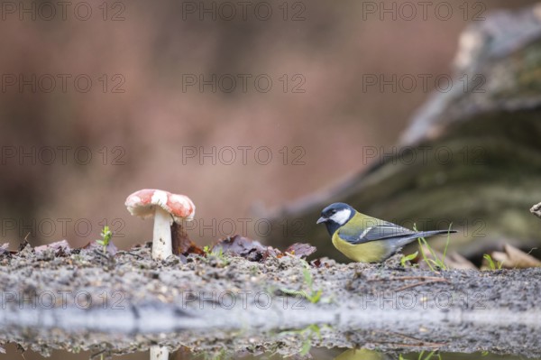 Great tit in autumn with mushroom