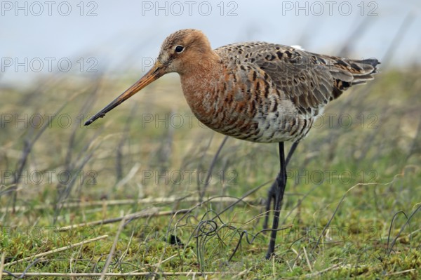 Black-tailed godwit, Limosa limosa