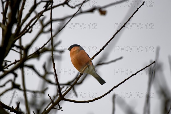 A bullfinch (Pyrrhula pyrrhula) resting on a slender branch in bare surroundings, Wismar-Kluß pond area, Wismar, Mecklenburg-Western Pomerania, Germany