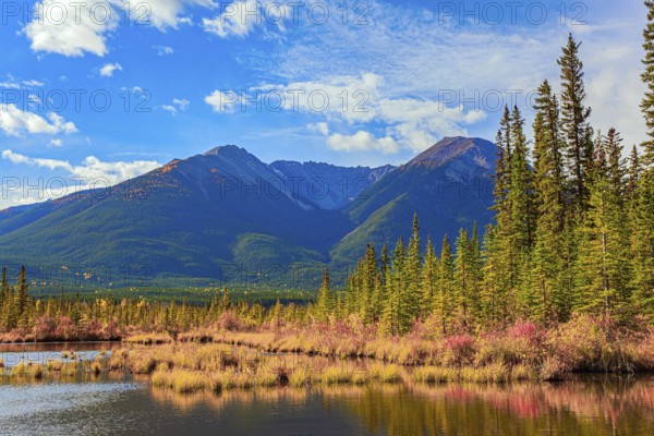 Evergreen forests in the mountains of Canada. Yellow and orange foliage on the shores of the Lake Vermillon. Indian summer in the Rocky Mountains