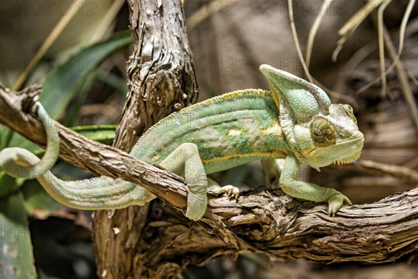 A chameleon sits on a dark brown branch, embedded in a natural environment with plants, A Yemen chameleon climbs over dry branches (Chamaeleo calyptratus)