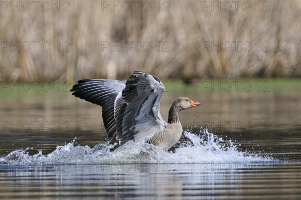 Landende Graugans. landing greylag goose