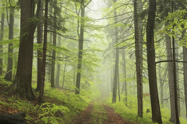 Trail through spring deciduous forest in foggy weather, Bischofskoppe Mountain, May, Poland