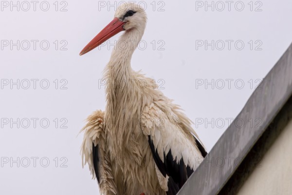 A stork with wet plumage on a roof, Straubing, Lower Bavaria