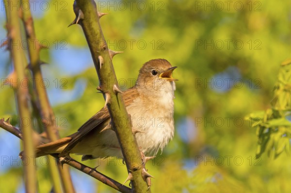Nightingale, (Luscinia megarhynchos), animals, bird, songbird, family of passerines, classification as thrush and flycatcher, Nahe valley, Bad Kreuznach district, Rhineland-Palatinate, Federal Republic of Germany