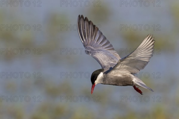 White-bearded Tern, (Chlidonias hybridus, Chlidonias hybrida, family of terns, flight, biotope, habitat, foraging, prey, dive, hunting fish, Lake Neusiedl, Illmitz, Burgenland, Austria