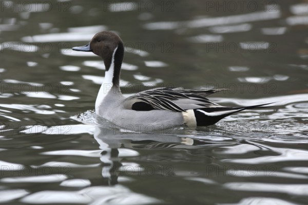 Pintail duck, Anas acuta, Pintail