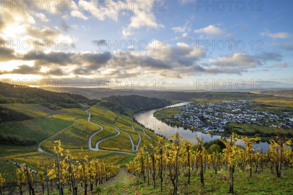 Beautiful vineyards in autumn, yellow leaves, a fantastic sunrise in the middle of the vineyards. Paths lead through the steep slopes of the sunny Moselle valley near Piesport