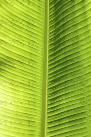 Green leaf texture showing all nerves, Chloroplast with chlorophyll giving color to leaf and used for photosynthesis, New York, USA