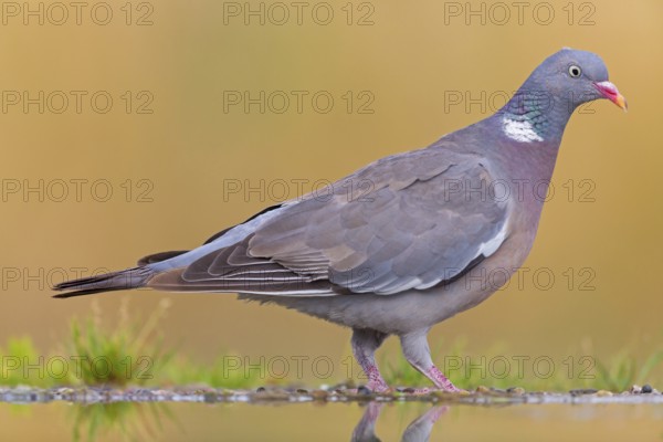 Wood pigeon, animals, birds, pigeon, pigeon family, (Columba palumbus), Pigeon ramier, Beindersheim, Bad Dürkheim district, Rhineland-Palatinate, Federal Republic of Germany