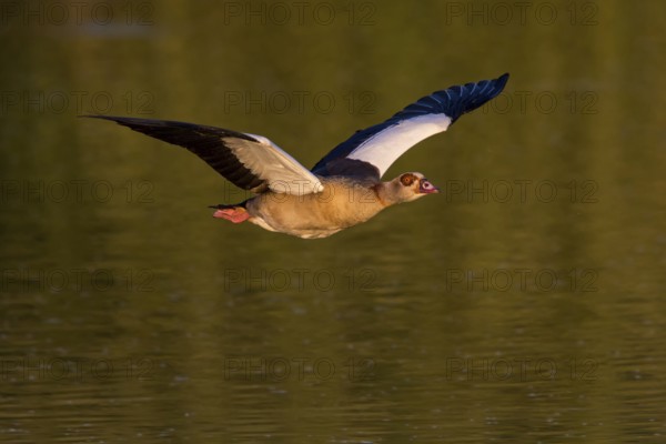 Nile Goose, (Alopochen aegyptiacus), animals, birds, goose, geese, flight photo, half geese, Wagbachniederung, Baden-Württemberg, Federal Republic of Germany