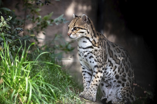 Ocelot (Leopardus pardalis), An ocelot sits among green foliage, its spotted coat highlighted by sunlight, creating a jungle atmosphere