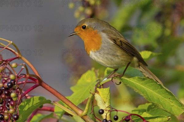 Robin, (Erithacus rubecula), animals, birds, songbird, perching, flycatcher family, Ottenby, Degerhamn, Kalmar, Sweden