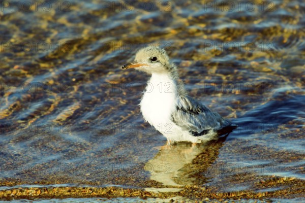 Funny furry baby bird after bathing, wet chicken. Chicks of Common Tern in diferent age