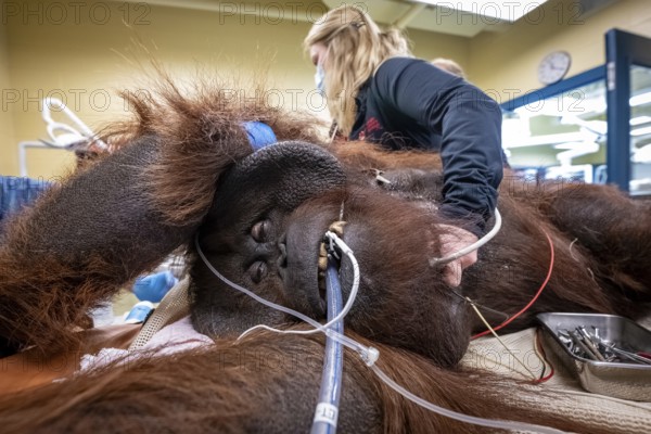 An orangutan undergoing a medical procedure with veterinary staff in a clinical setting, Bornean orangutan (Pongo pygmaeus), orangutan, primate, echo cardiogram on a primate, captive animal, animal health, zoo, zoological hospital treatment, animal hospital treatment room, sedated orangutan receiving medical procedure, heart monitoring of an orangutan, ntubated orangutan receiving oxygen during a medical procedure, animal health staff