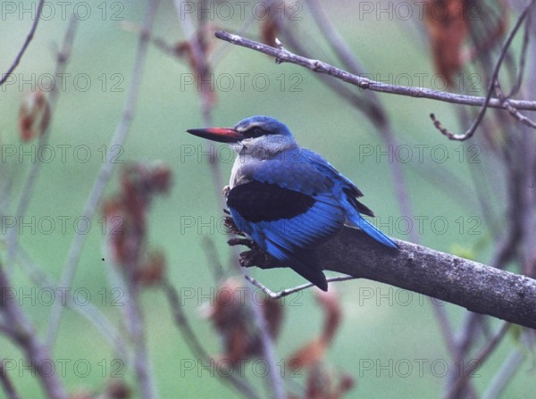 Senegal Kingfisher (Halcyon senegalensis)
