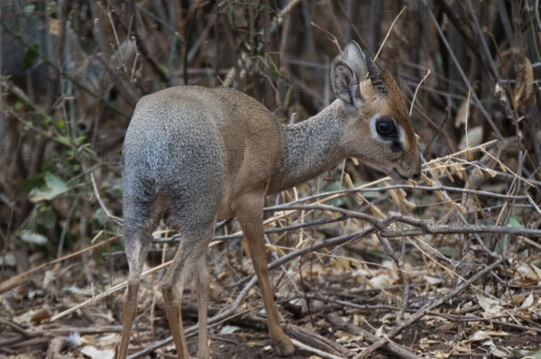 Kirk's dikdik (Madoqua kirkii)