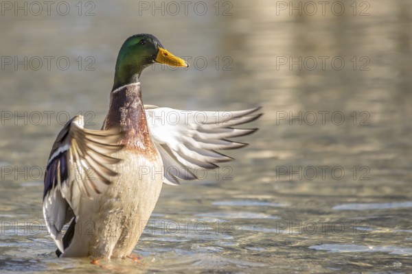 Mallard (Anas platyrhynchos)