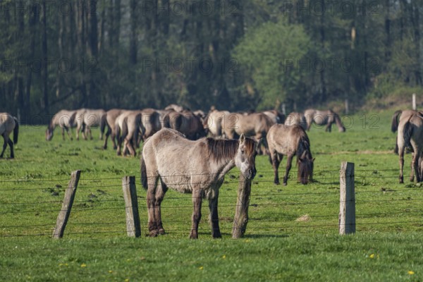 Herd of horses grazing on a green pasture in front of a wooded background, dülmen, westphalia, münsterland, germany