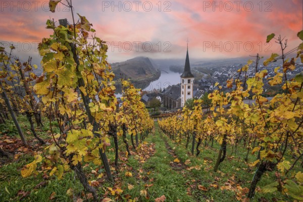 River in the mist meanders in a 180 degree loop through a valley between vineyards. A great landscape and lighting in the morning. Church tower, Moselle, Bremm, Moselle loop, Rhineland-Palatinate, Germany