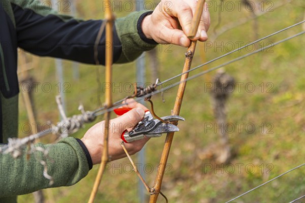 Pruning is one of the most important tasks of the entire wine year. It takes the longest and accounts for around a third of the total work in the vineyard. Pruning lays the foundations for the quality of the new vintage as early as winter. For more than three months - from mid-December to the end of March - the 300, 000 or so vines are pruned individually by hand each year. Around 20 cuts are required per vine, totalling an impressive six million per year. Here, viticulture manager Till Neumeister at work at the Belvedere, Radebeul, Saxony, Germany