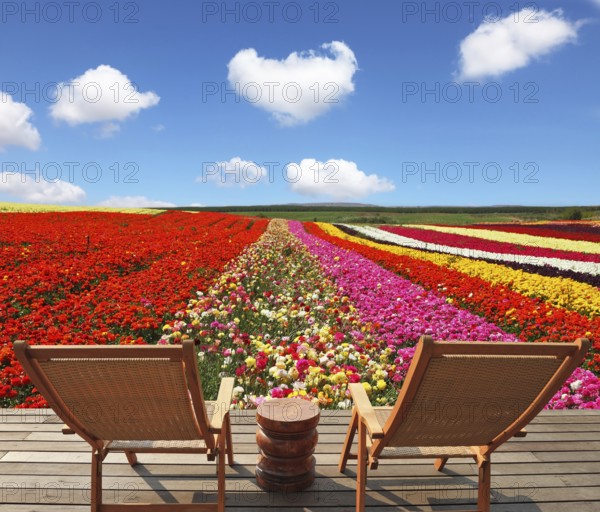 Flowers for export. Field of multi-colored decorative buttercups Ranunculus Bloomingdale. Comfortable lounge chairs on wooden platform for rest and observation