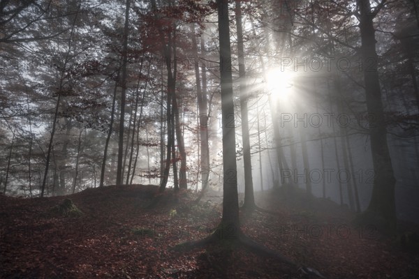 Fall image with a shadowed forest, in autumn colors, enlightened by a few sun rays that pierced the morning mist, in Fussen, Germany