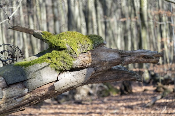 Tree face, looks like a dragon, Primeval forest Urwald Sababurg, Hofgeismar, Weser Uplands, Weserbergland, Hesse, Germany