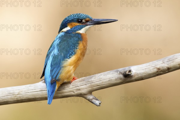 Kingfisher (Alcedo atthis)