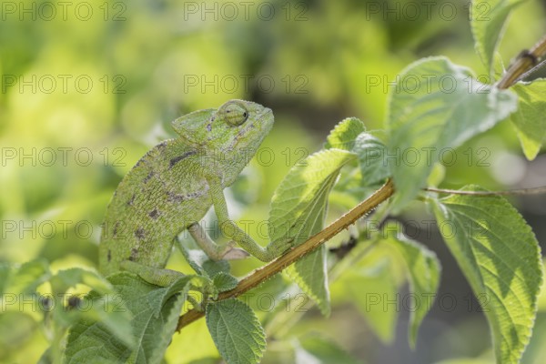 Mediterranean chameleon (Chamaeleo chamaeleon)