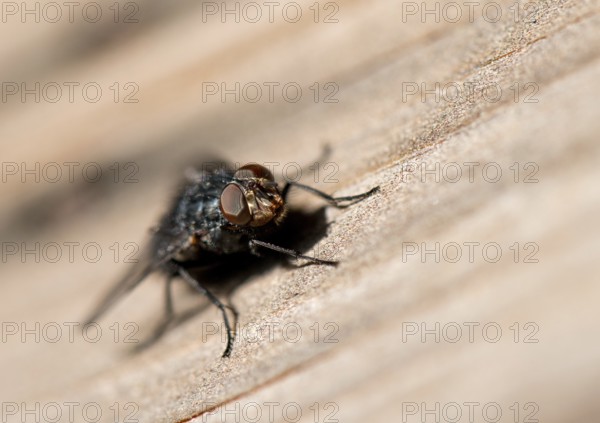 Blowfly (Calliphora)