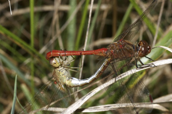 Vagrant darter (Sympetrum vulgatum)