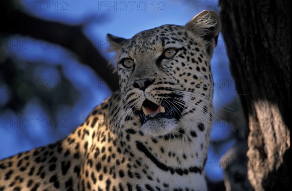 Leopard (Panthera pardus)