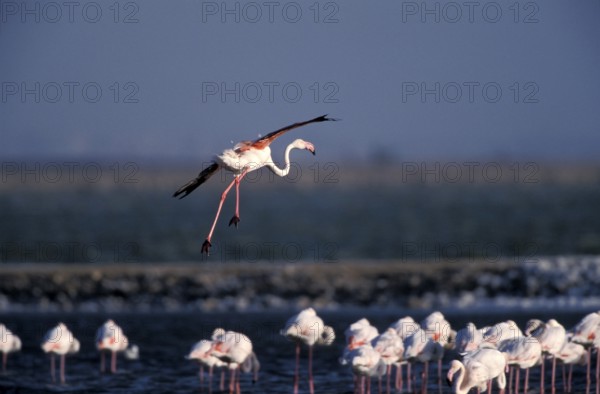 Pink flamingo (Phoenicopterus ruber)