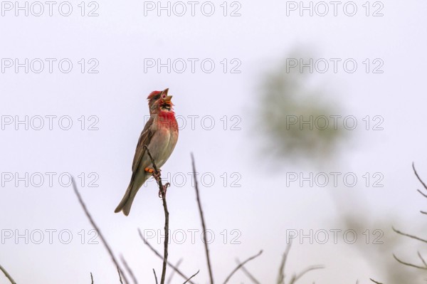Carmine Finch - red male (Carpodacus erythrinus)
