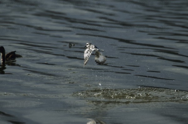 Grey Kingfisher (Ceryle rudis)
