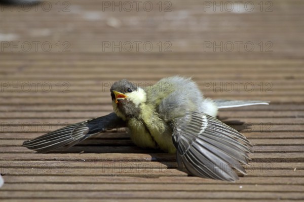 Great Tit (Parus major)