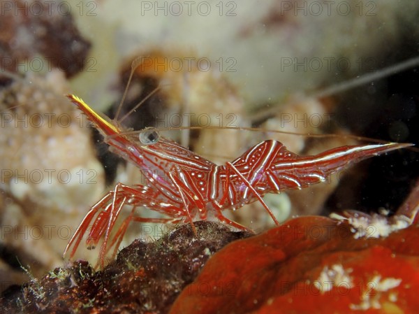 Camel shrimp (Rhynchocinetes durbanensis)