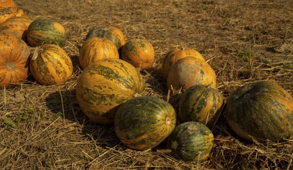 Pumpkin, gourds, cucurbits (Cucurbitales, Cucurbitaceae, Cucurbitoideae)