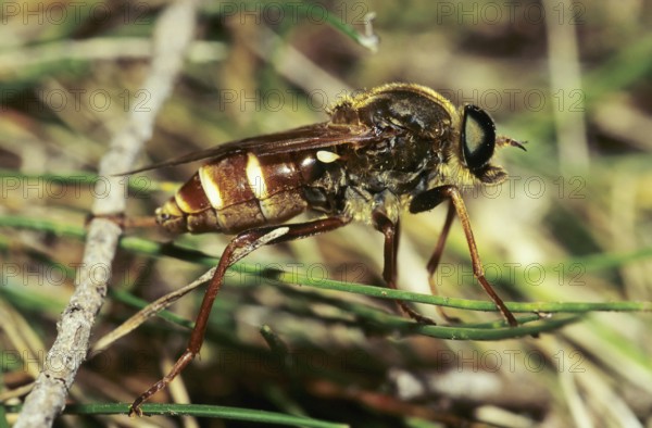Robber fly (Asilidae)