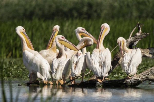 Pelecanus onocrotalus, danube delta, romania