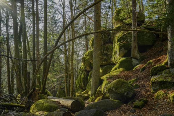 Rocks and mossy surfaces illuminated by trees and plants, Höllbachtal, Upper Palatinate