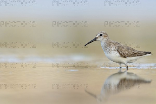 Animal, Animals, Bird, Birds, dunlin (Calidris alpina), Snipe bird, East Khawr / Khawr Ad Dahariz, Heligoland, Schleswig-Holstein, Federal Republic of Germany