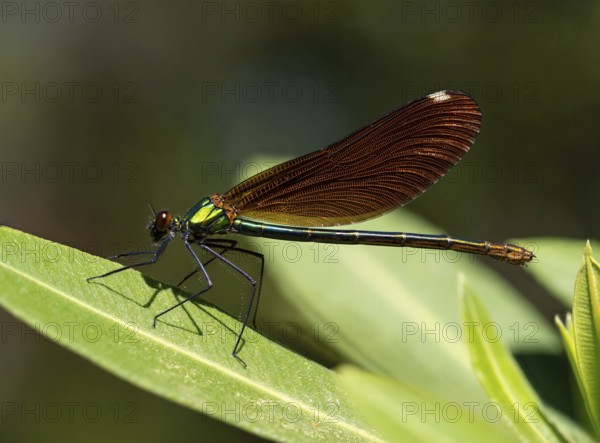 Dragonfly, Dragonfly, Dragonfly, Greece, Lesbos Island, (Crocothemis erythraea), Lesbos, Lesbos Island, Greece